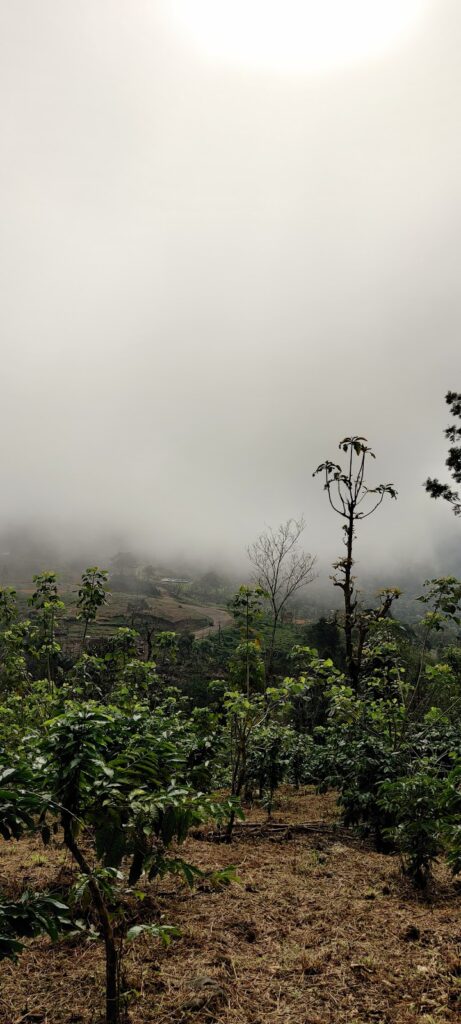 Nayadmpoyil View Point