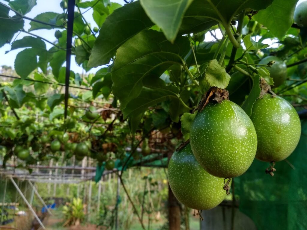 Pah Organic Farm