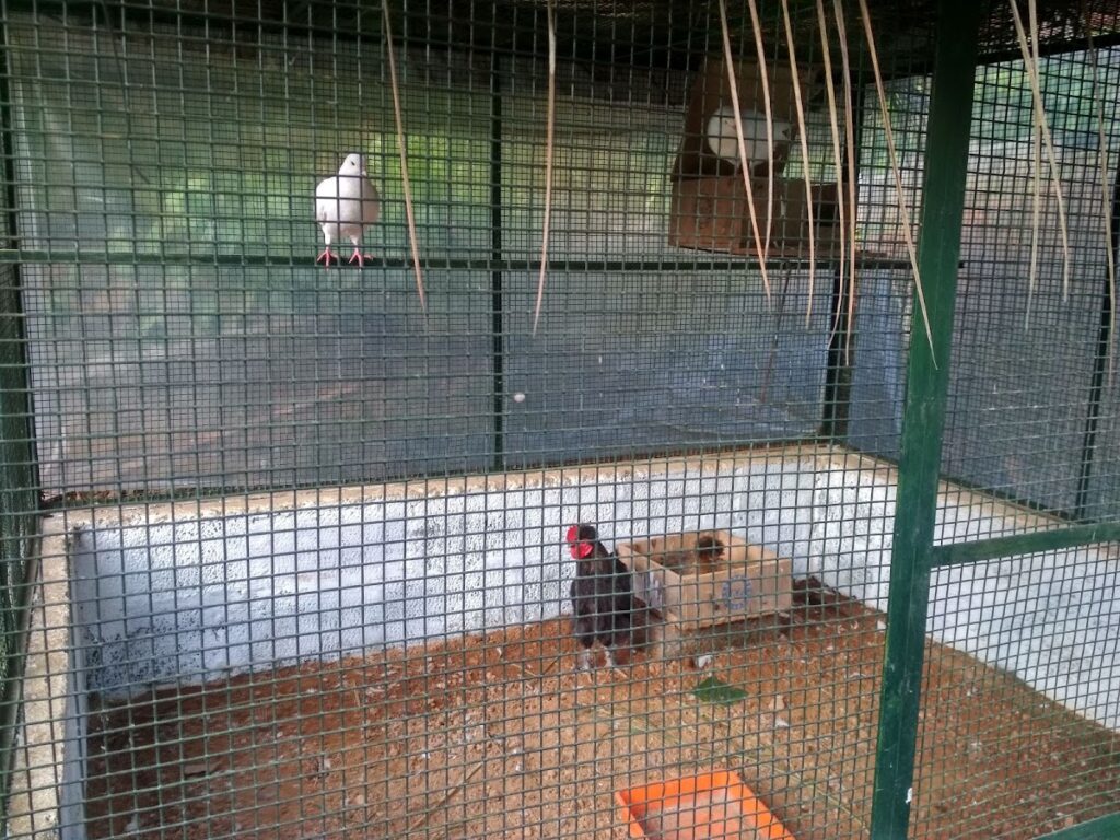 Pah Organic Farm